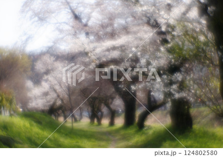 桜の咲く道 124802580
