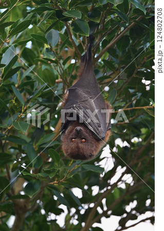ヤエヤマオオコウモリ①（沖縄県） 124802708