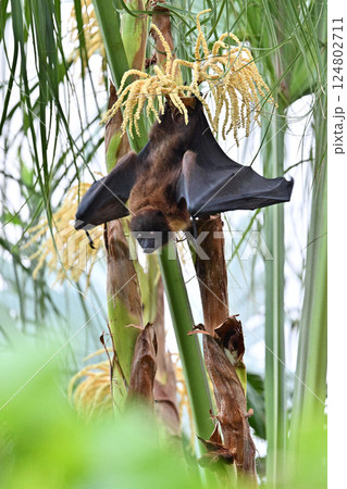 ヤエヤマオオコウモリ④（沖縄県） 124802711