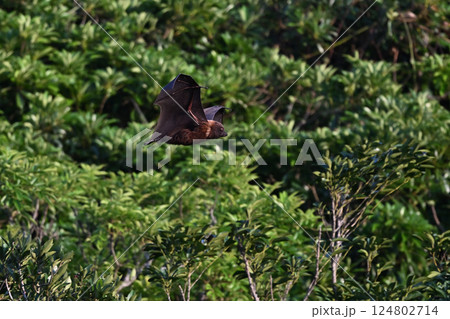 ヤエヤマオオコウモリ⑦（沖縄県） 124802714