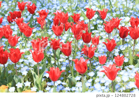 季節の中で咲く綺麗なチューリップ 124802728