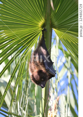 ヤエヤマオオコウモリ⑭（沖縄県） 124802729