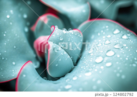 Succulent leaves with smooth, wavy edges capture dew droplets sparkling in the light. The plant displays a blend of green and pink hues, emphasizing its beauty in nature. 124802792