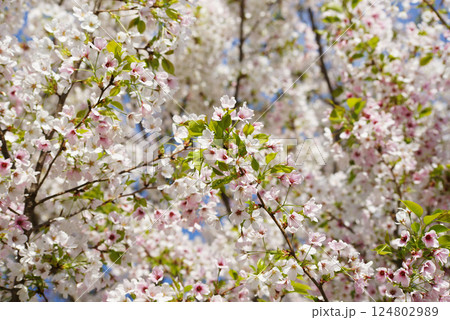 山桜爛漫 124802989
