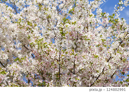 山桜爛漫 山桜爛漫 124802991