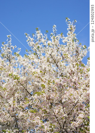 山桜爛漫 山桜爛漫 124802993
