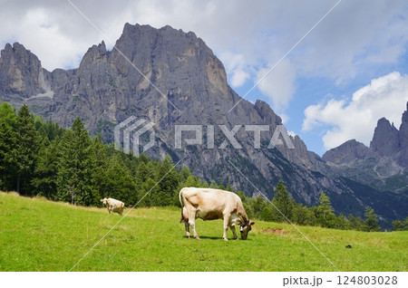 Cows grazing in high mountain meadow surrounded by rocky peaks and forest against blue sky with white clouds Cows grazing in high mountain meadow surrounded by rocky peaks and forest against blue sky with white clouds 124803028
