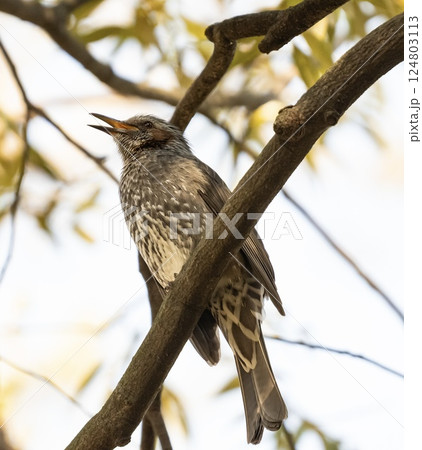 枝にとまるヒヨドリ 124803113