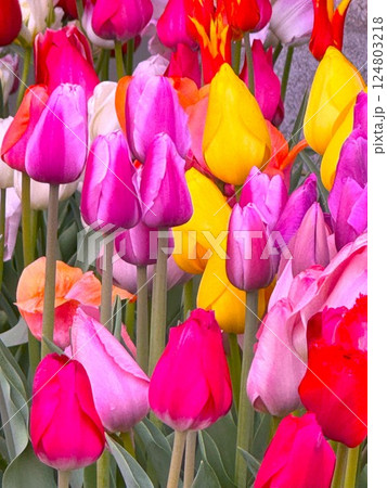 チューリップ 124803218