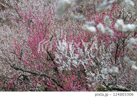 高尾_ 木下沢梅林 124803306