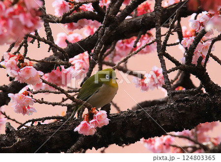 満開の河津桜の蜜を吸うメジロ 満開の河津桜の蜜を吸うメジロ 124803365