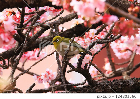 河津桜の蜜を吸うメジロ 河津桜の蜜を吸うメジロ 124803366