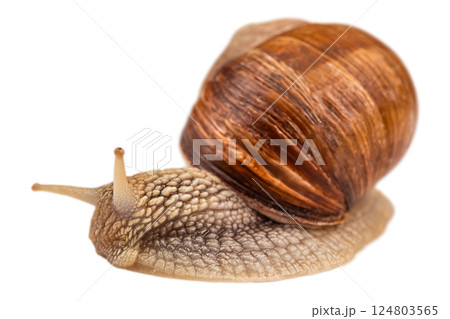 Garden snail isolated on white. Helix pomatia also Roman snail, Burgundy snail, edible snail or escargot 124803565
