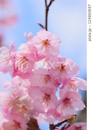 ピンクの陽光桜のクローズアップ 【青空背景】 【空背景】 ピンクの陽光桜のクローズアップ 【青空背景】 【空背景】 124803647