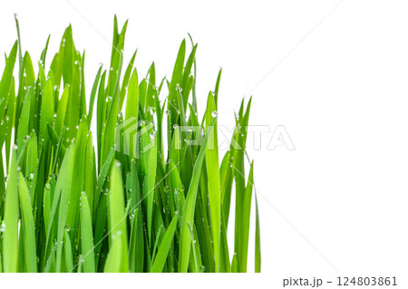 Long blades of green grass isolated on white background. leaf. nature macro, fresh rain drops on green leaf 124803861