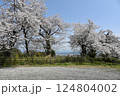 桜散る　城山公園付近 124804002