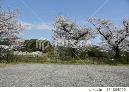 桜散る　城山公園付近 124804006