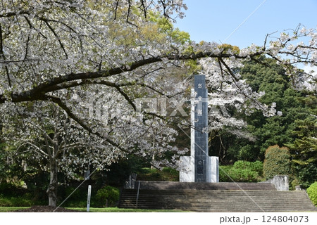 桜散る 小田原城山公園 桜散る 小田原城山公園 124804073