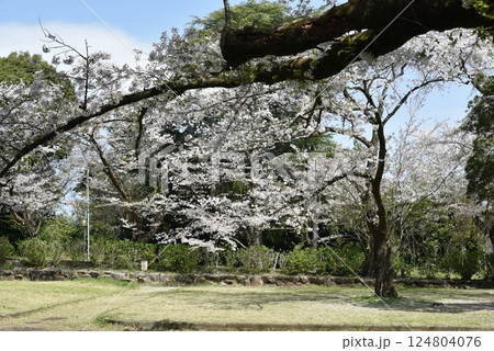 桜散る 小田原城山公園 桜散る 小田原城山公園 124804076