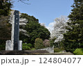 桜散る　小田原城山公園 124804077