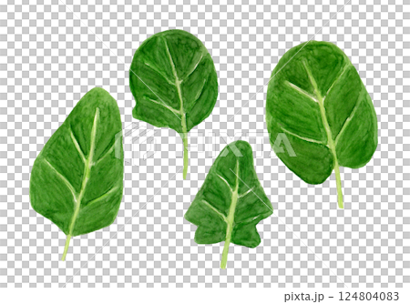 嬰兒菠菜手繪水彩插圖 嬰兒菠菜手繪水彩插圖 124804083