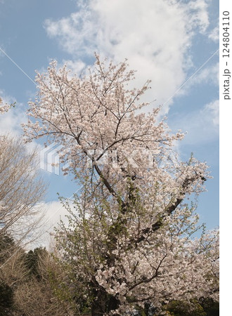 美しい桜 124804110