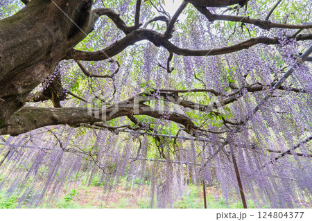 兵庫県丹波市市島町白毫寺で撮影した美しい九尺藤 兵庫県丹波市市島町白毫寺で撮影した美しい九尺藤 124804377