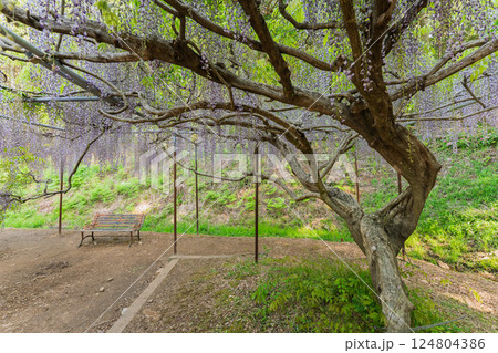 兵庫県丹波市市島町白毫寺で撮影した美しい九尺藤 兵庫県丹波市市島町白毫寺で撮影した美しい九尺藤 124804386