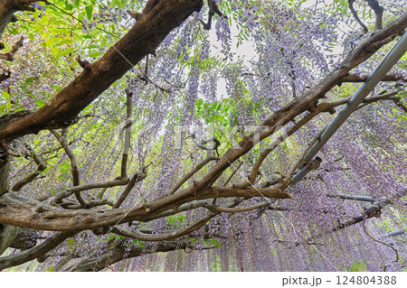 兵庫県丹波市市島町白毫寺で撮影した美しい九尺藤 124804388