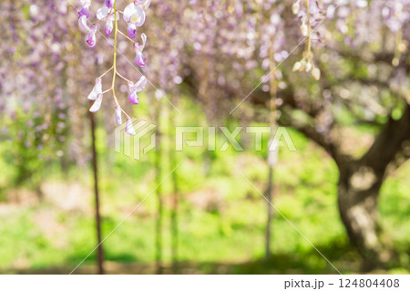 兵庫県丹波市市島町白毫寺で撮影した美しい九尺藤 124804408
