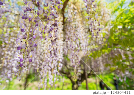 兵庫県丹波市市島町白毫寺で撮影した美しい九尺藤 124804411