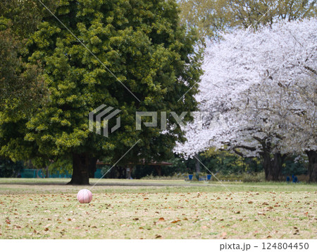 桜のある公園 124804450