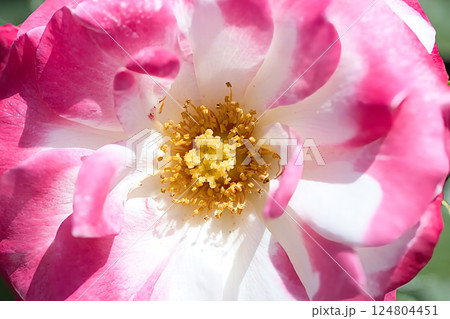 美しい薔薇 124804451