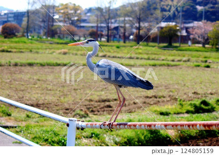 左を向いたアオサギ 124805159