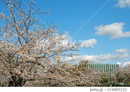 青空の下、名古屋市瑞穂区山崎川沿い、満開の桜 124805212