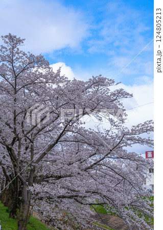 2025年春　満開になった奈良佐保川の桜並木と青空　街並みを背に咲き誇る桜① 124805213