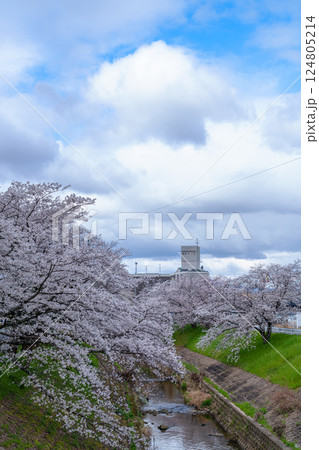 2025年春　満開になった奈良佐保川の桜並木と青空　街並みを背に咲き誇る桜② 124805214