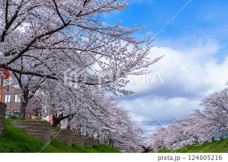 2025年春　満開になった奈良佐保川の桜並木と青空　街並みを背に咲き誇る桜③ 124805216