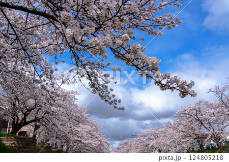 2025年春　満開になった奈良佐保川の桜並木と青空を背に咲き誇るピンクの花② 124805218