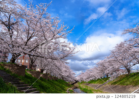 2025年春　満開になった奈良佐保川の桜並木と青空　街並みを背に咲き誇る桜➃ 124805219