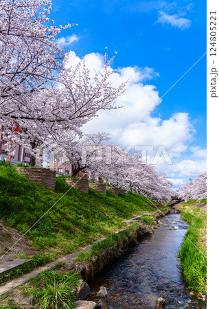 2025年春　満開になった奈良佐保川の桜並木と青空　佐保の流れと堤防の桜① 124805221