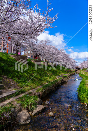 2025年春　満開になった奈良佐保川の桜並木と青空　佐保の流れと堤防の桜② 124805222