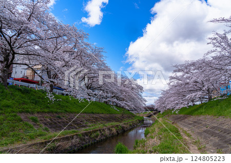 2025年春　満開になった奈良佐保川の桜並木と青空　佐保の流れと堤防の桜③ 124805223