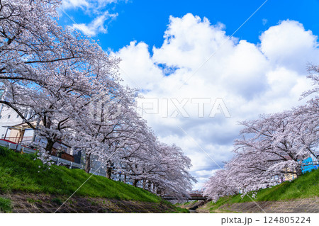 2025年春　満開になった奈良佐保川の桜並木と青空　雄大な雲と桜① 124805224
