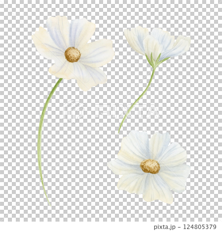 White watercolor cosmos flowers isolated illustration set for spring or summer wedding designs. Simple monochrome floral clipart. Hand drawn botanical sketches 124805379