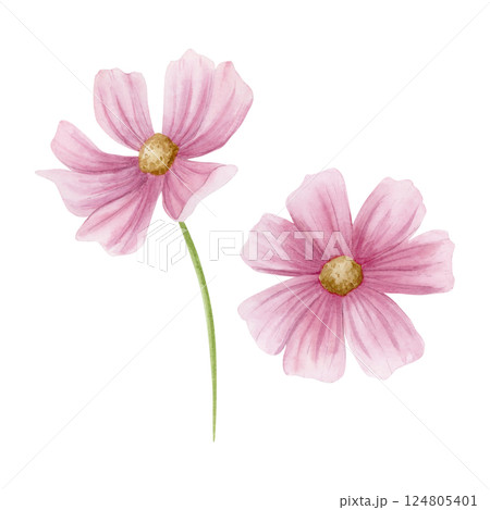 Pastel pink cosmos flowers watercolor illustration set isolated on white. Hand drawn floral clipart in simple style. Minimalist garden sketches for summer or spring wedding design 124805401
