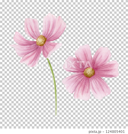 Pastel pink cosmos flowers watercolor illustration set isolated on white. Hand drawn floral clipart in simple style. Minimalist garden sketches for summer or spring wedding design Pastel pink cosmos flowers watercolor illustration set isolated on white. Hand drawn floral clipart in simple style. Minimalist garden sketches for summer or spring wedding design 124805401