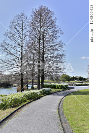 落合公園のメタセコイア（愛知県春日井市） 124805418