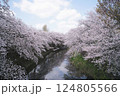 恩田川の桜 124805566