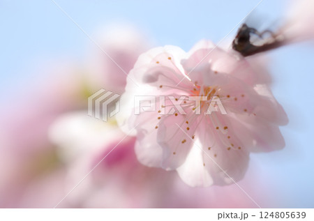 青空と白とピンクのかわいい春のハナモモの花(イラスト調ソフトレタッチ&色彩加工画像) 青空と白とピンクのかわいい春のハナモモの花(イラスト調ソフトレタッチ&色彩加工画像) 124805639
